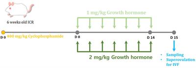 The effect of growth hormone on ovarian function recovery in a mouse model of ovarian insufficiency